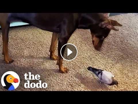 Baby Pigeon Raised By Dog Loves Playing In Her Yard #Video