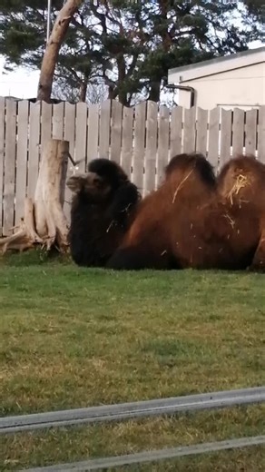 Bactrian Camel - Welsh Mountain Zoo #camel #animals #animallovers #welshmountainzoo #djwildlifeadventures