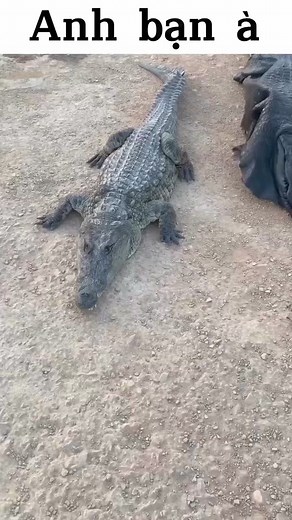 You now understand why life insurance is expensive. Your kind of people is the reason Rich people don't lend money out any longer. #viralvideoシ #fypシ゚ #kwekuansah #funnyreelsvideo #funnymoments | Kweku Ansah