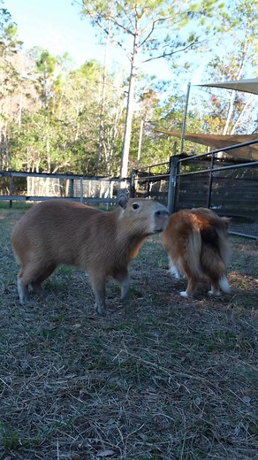 7.7K views · 451 reactions | A lil evening compilation of the Dark Wings animals! Can you name everyone pictured? It’s a tough ask! #animals #animal #animallover #animallovers #cuteanimals #cuteanimal #funnyanimals #funnyanimal #wildlife #wildlifephotography #capybara #crows #capybaralove #capybaramemes #birds #capybarawatch #birdwatching | Dark Wings Wildlife & Education | Facebook