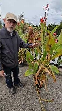 Winterize your Cannas!