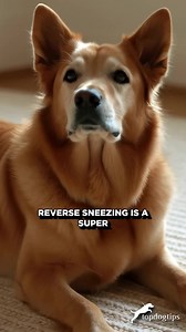 1.7K views · 56 reactions | ‍ Heard your dog make a weird snorting sound? Don’t panic! It might just be reverse sneezing—and here’s what it really means.  Learn how to recognize it, when to worry, and how to help your pup breathe easy again. 﫶  Watch now + learn more here: https://topdogtips.com/reverse-sneezing-in-dogs/ #ReverseSneezing #DogHealthTips #DogWellness #HealthyDogs #DogMomLife #TopDogTips | Top Dog Tips | Facebook