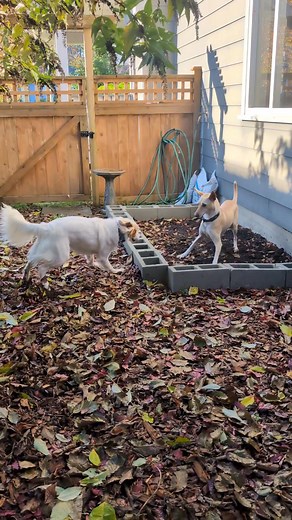 Indie, defender of the fortress 🏰 | Belinda's Rescue Pack