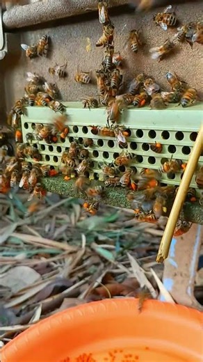 Hive Entrance Shows Daily Bee Work #bee #honeybeesting #workerbee #beepollen