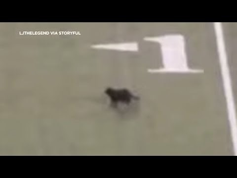 Black cat runs onto field during NFL Cowboys-Giants game