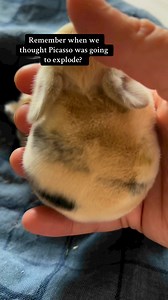 6.1M views · 10K reactions | He was shamed for his weight. It was baby fat. | Rabbit Pals | Facebook