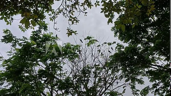 A large flock of crows gathers on tree branches in the evening, creating a loud noise. The birds are choosing a roosting spot for the coming night.