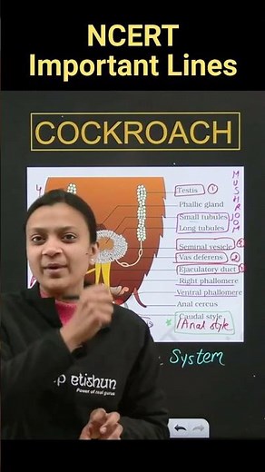 Male Reproductive System Of COCKROACH | Biology NEET | NCERT important lines for NEET | #neet #ncert