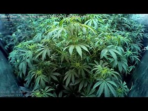 Auto Flower - Week 9 - Cannabis Time Lapse