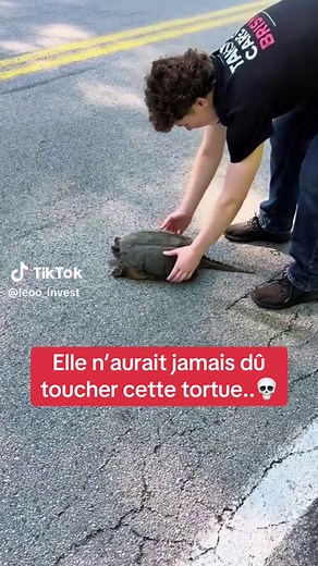 #histoirevrai #nature #attack #animaux #animauxsauvage | turtles