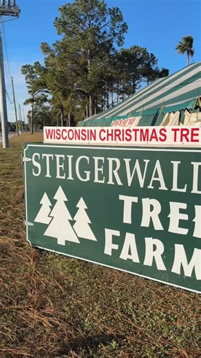 Today is opening day! Our lot is open at 9:00 AM! 3000 FL 580 Clearwater, FL. Fresh Wisconsin trees. Fraser Fir, Balsam Fir, White Pine, Spruce, wreaths, and syrup. | Steigerwaldt Tree Farms