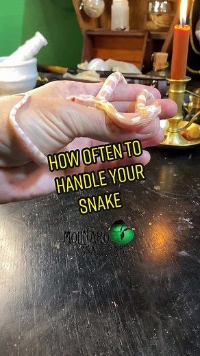 Snake Handling Tips: How Often Should You Handle Your Pet Snake?