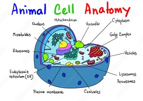 ANIMAL CELL ANATOMY