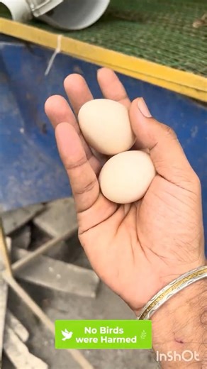 Roosters Choosing Egg Laying Spots? 😲 Unexpected Chicken Behavior in Our Farm