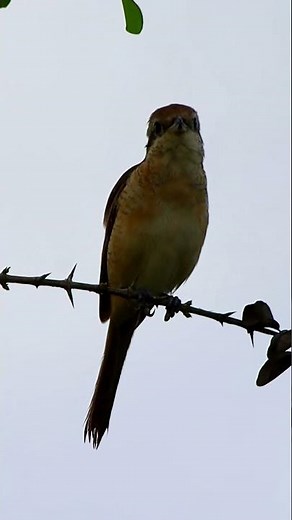 Brown Shrike – Small Bird, Deadly Hunter 🦅
