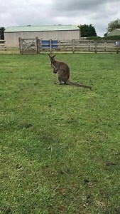 Ponies, alpacas and wallabies all in today’s farmer Richards daily update! | Hall Hill Farm