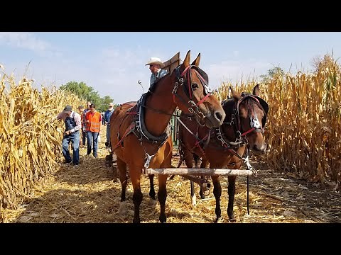 Cornhusking, Harvesting Heritage | A Century of Gridiron Glory & More | NE Stories | NE Public Media
