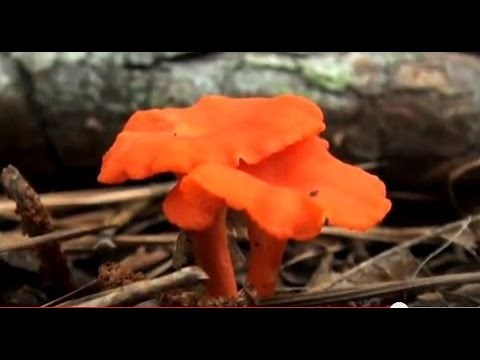 Collecting Wild Edible Mushrooms (HD)