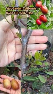 Táo tàu Youpancui, Baby Red, Dongzao3, Chico, Chinese Tigertooth, Contorted, ShanxiLi,... đã ra mầm.