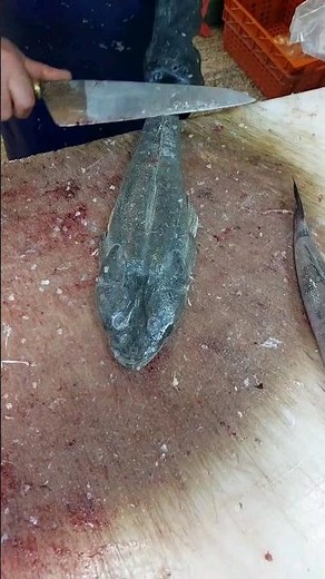 The easiest way to clean fish (Bartail flathead)