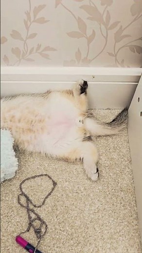 So cute sleepy kitten Scottish fold 🫠 #cutekitty #kittens #scottishfold