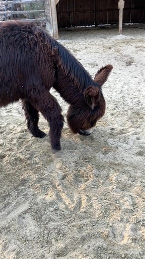 2.2K views · 144 reactions | Les ânes s'amusent ! | Asinerie l'Âne Gardien | Facebook