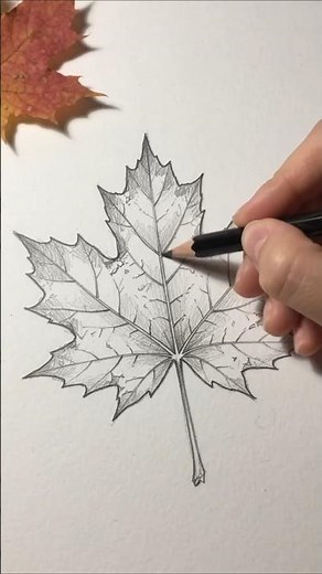 How to draw a maple leaf 🍃