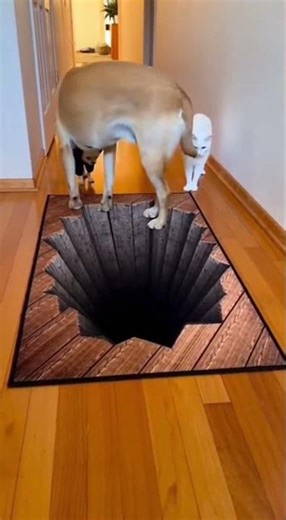 When Your Dog Tries to Figure Out the Optical Illusion… and Starts Walking Backwards Like a Cartoon😂