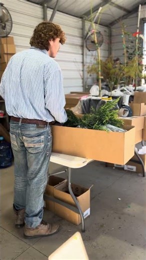 Shipping out trees at MrMaple.com