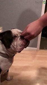 4.9K views · 29 reactions | Uh, wow.. It's Tail Waggin' Tuesday! Do...