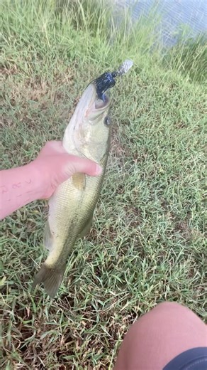 Bass on the chadder bait