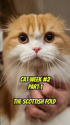 Meet the Scottish Fold – The Cat That Looks Like an Owl! (part 1)