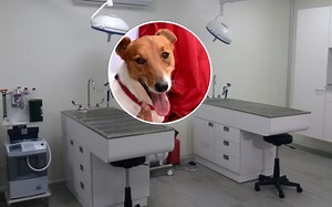 Se jerġa' jinfetaħ l-Isptar tal-Annimali f'Ta' Qali u minnu se jiġi offrut il-kors tal-veterinarji
