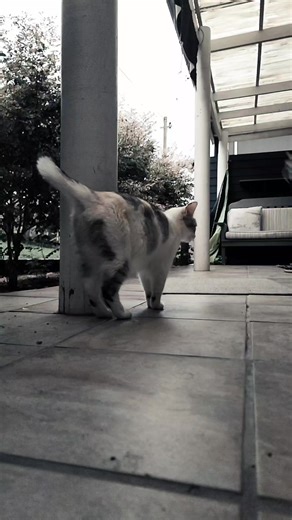 🇿🇦 (@skycaptintangoalfred)’s videos with Mysterious Piano(1661001) - Dog