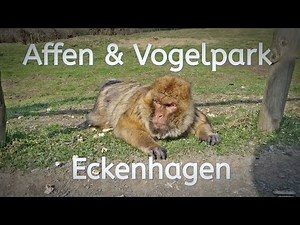 Affen & Vogelpark // Eckenhagen // Impressionen // monkey and bird park