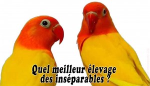 Quel meilleur élevage des inséparables ?