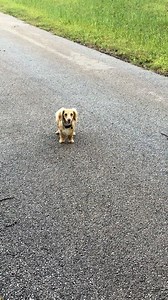 They must think he's a mouse! 😂🐮 | Furry Tails