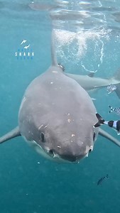 Big Great White Shark keeping An Eye On His Pilot Fish | White Shark Ocean