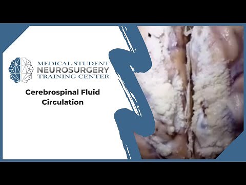 Cerebrospinal Fluid Circulation