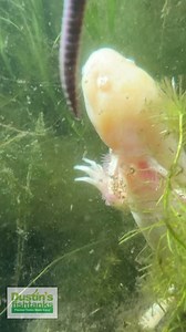 Feeding our Axolols Worms! What do you feed your Axolotls? These things are just wild. TANK ON! #axolotl #axolotls #feedingaxolotls #feeding #worm #worms #greenhouse | Dustin's Fishtanks