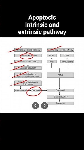 Apoptosis Intrinsic and extrinsic pathway