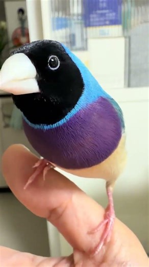 #Douyin Play Partner Program My best psychologist. When you re tired just take a nap with