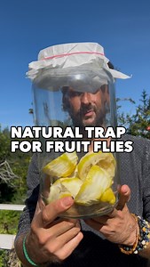 Use your Leftover Lemon Peels to make a fruit flies trap 🍋💚 Fruit flies can be so annoying in the kitchen but you can make a simple and natural trap reusing Lemon Peels, a jar and a baking sheet. When lemon juice starts to oxidize, it releases sweet, acidic scents that smell just like ripe fruit. The fruit flies will all go in the trap but won’t be able to fly out! Green Love to you! 💚 #hometip #lemon #gardeninglife | Thefrenchiegardener