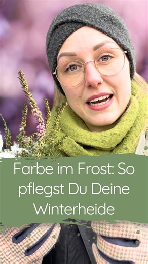 BAUMSCHULE HORSTMANN on Instagram: "Die Winterheide, auch Schneeheide genannt, beginnt je nach Sorte bereits im Februar ihre Blütezeit. ❄ Sie ist in der Lage im Winter zu blühen, weil sie die Knospen im Herbst schon sehr weit entwickelt, sodass diese sich später nur noch öffnen müssen. 🟢 Frostiges Buffet Insekten, die früh im Jahr unterwegs sind, wissen den Snack sehr zu schätzen. Zwei Schmetterlinge sind sogar auf die Winterheide angewiesen, allerdings auf das Kraut für ihre Raupen. Die winzig