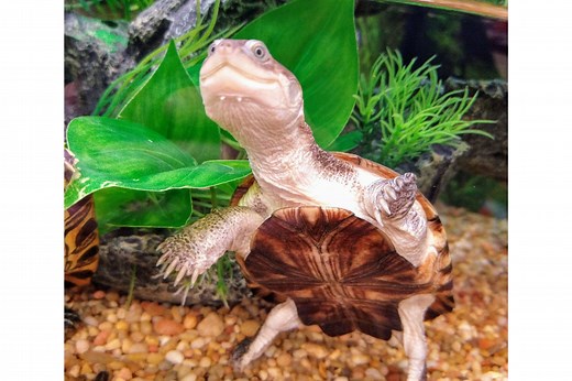 33 Classic Car Songs for That Cruisin' Playlist