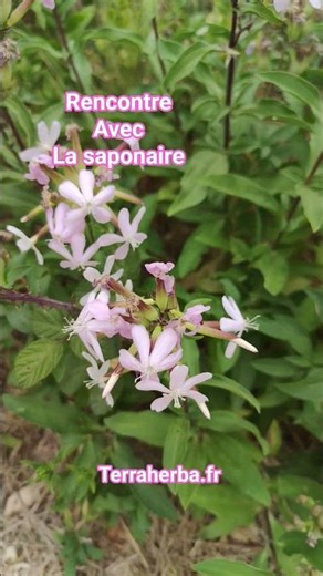 La plante des Savonnières ! une jolie rencontre lors de ma randonnée du jour.