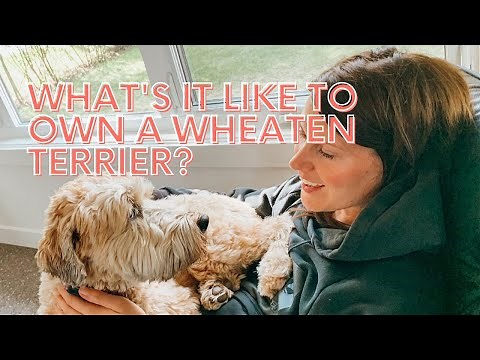 What's it like to own a Wheaten Terrier?