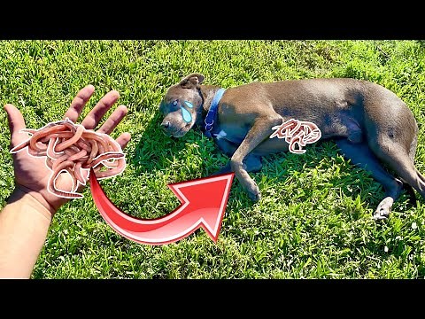 MY DOGS ARE INFESTED WITH PARASITES ! HOW DO WE TREAT IT ?!