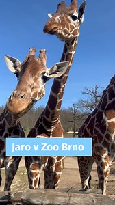 Jarní procházka po Zoo Brno. Těšíme se i na vás! 🌸🌿 | Zoo Brno