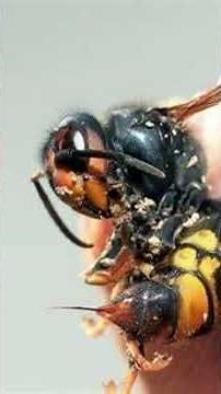 Murder Hornets are no joke! The Asian Giant Hornet